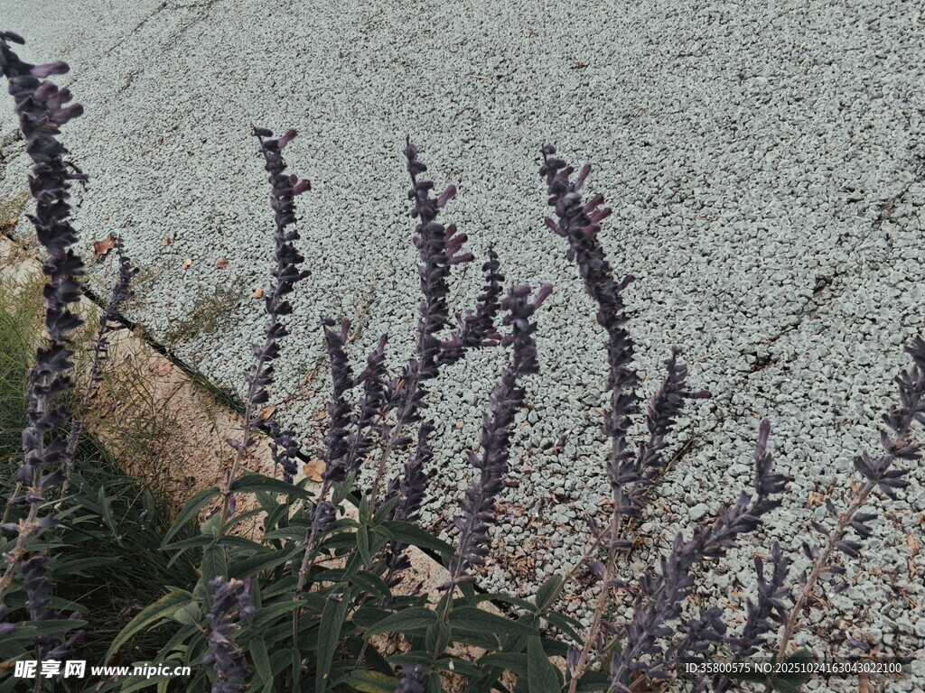 紫色花卉特写