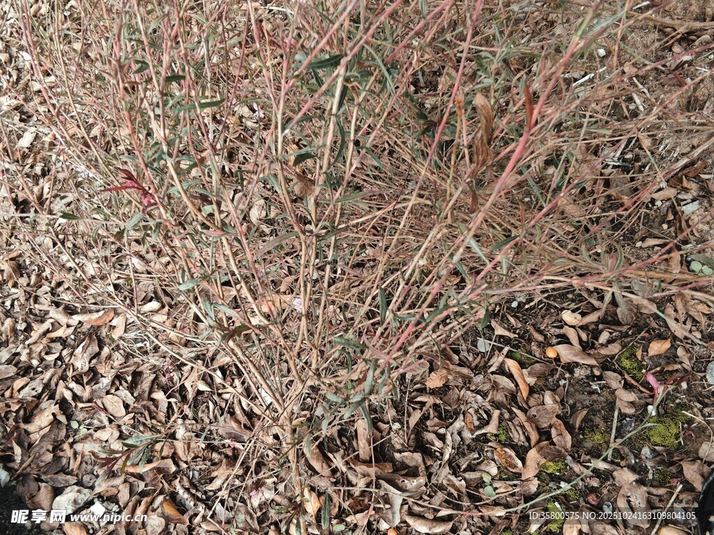地面落叶与枯枝景象