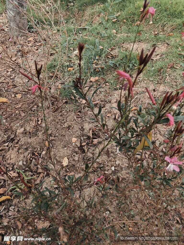 地面绽放的粉色小花