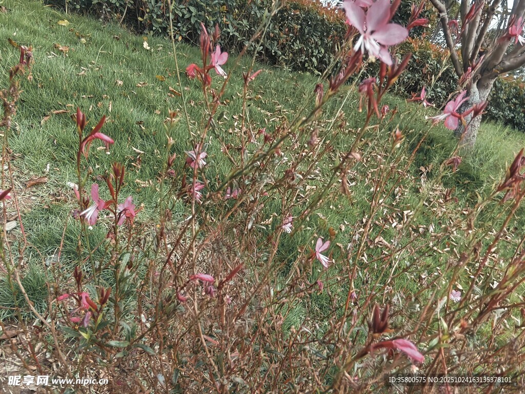 草丛中的粉色小花