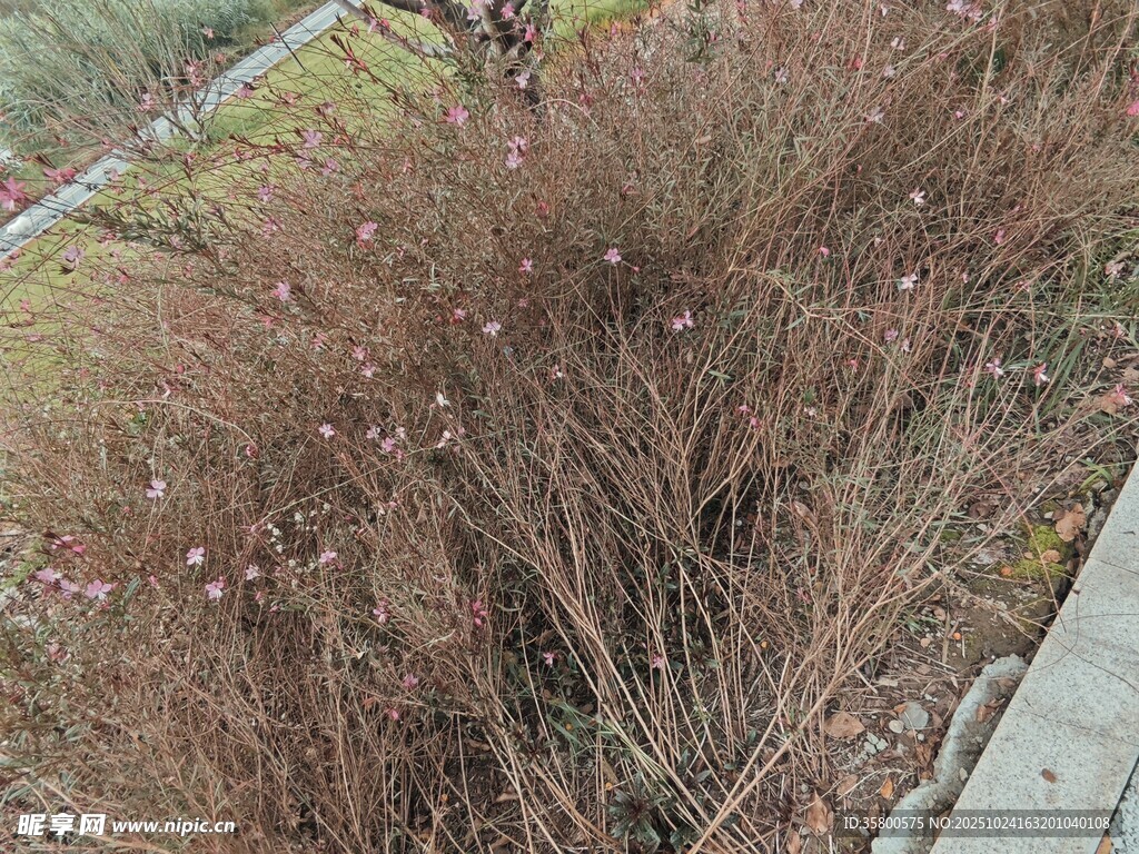 路边枯萎的草丛