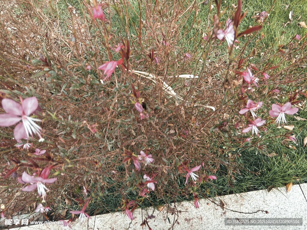 粉色小花绽放于草丛中