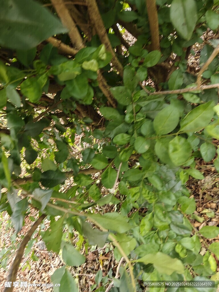 绿叶丛中的青果