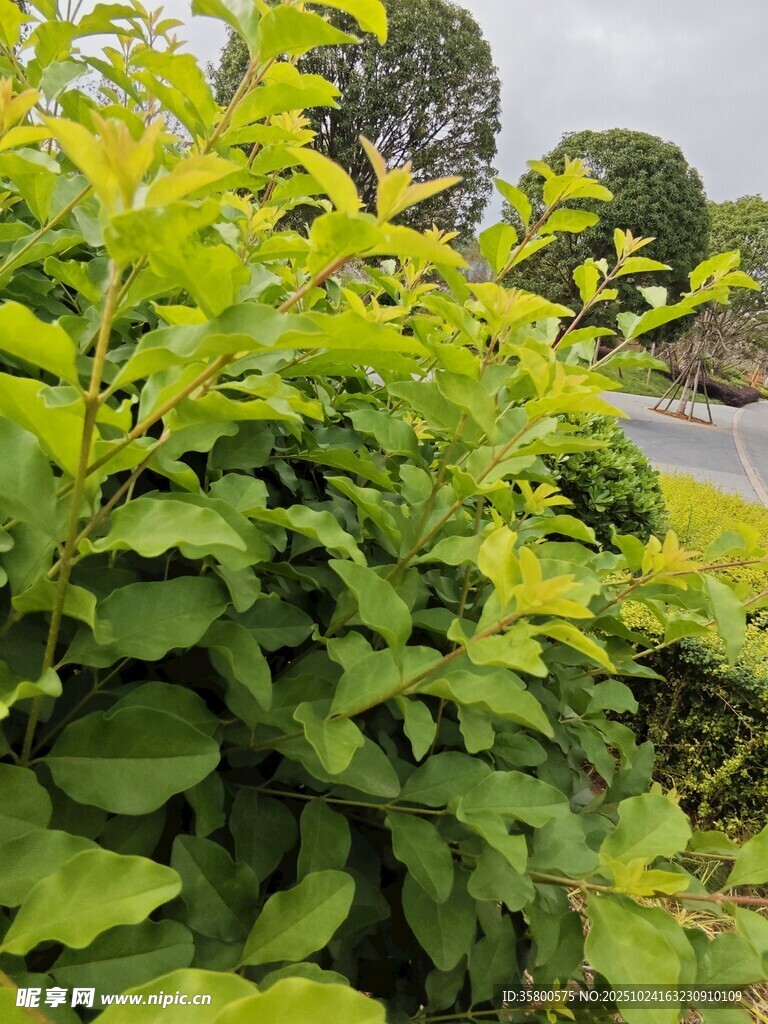 翠绿繁茂的户外植物景观