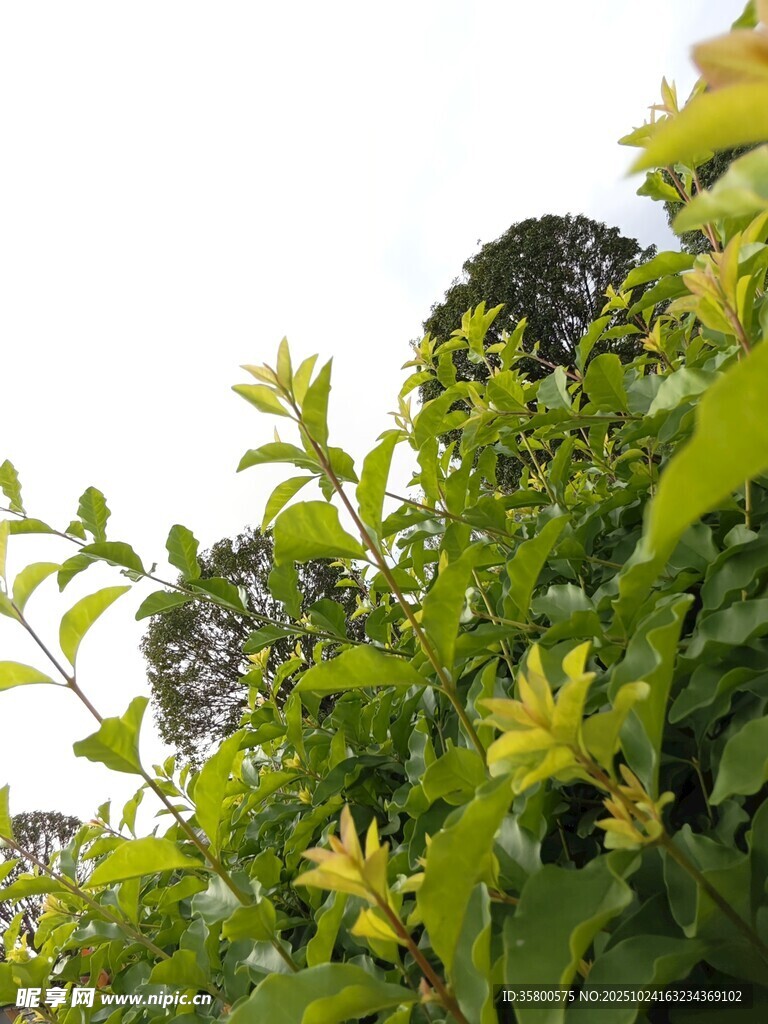绿叶繁茂的生机景象