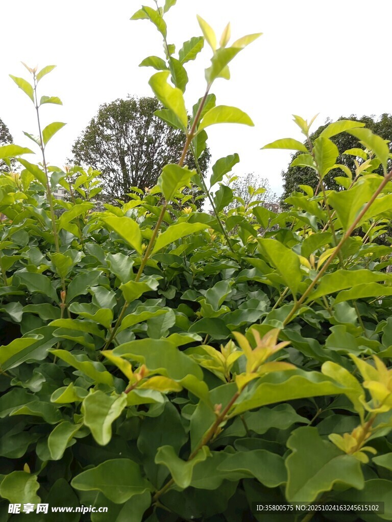 绿叶繁茂的清新植物景观
