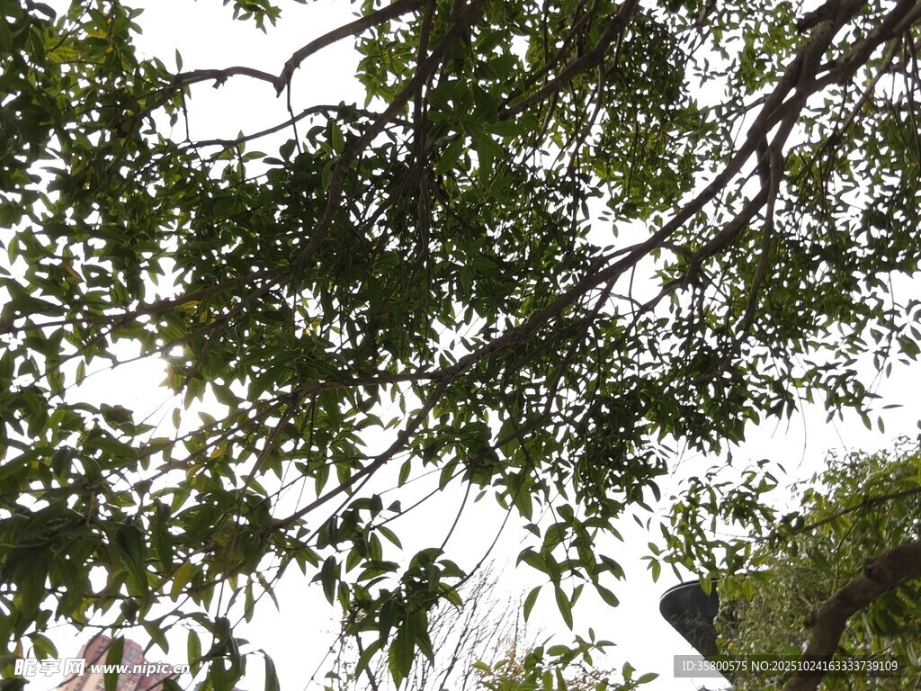 枝叶繁茂的树梢景观