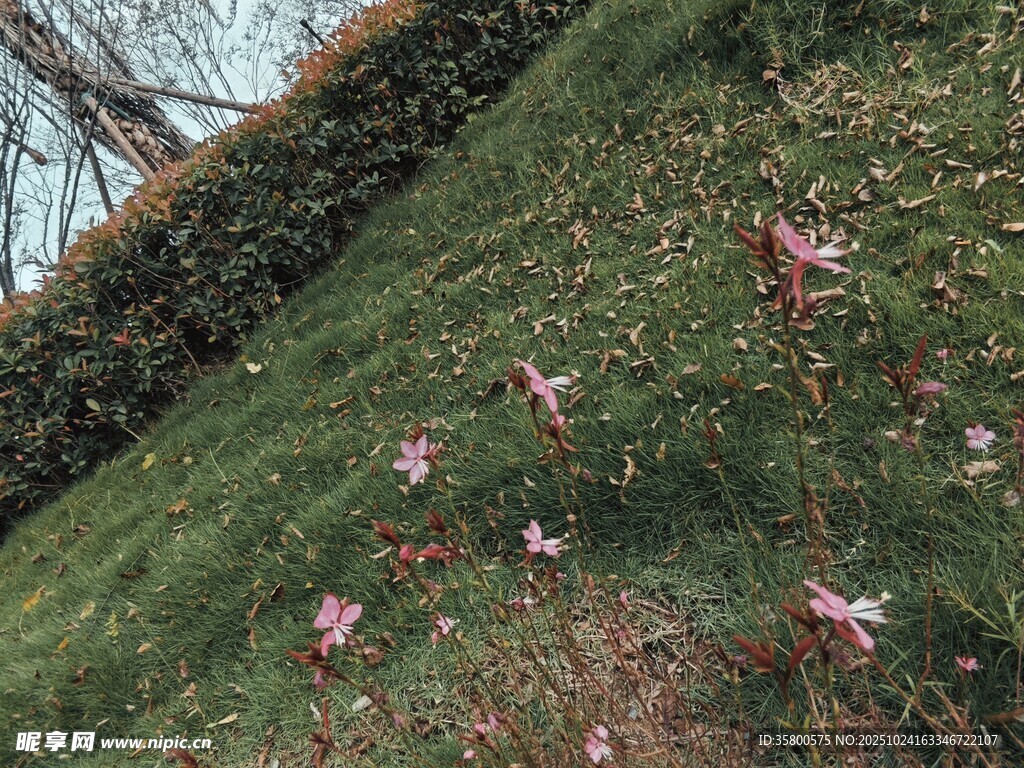 草地散落粉色花瓣景象