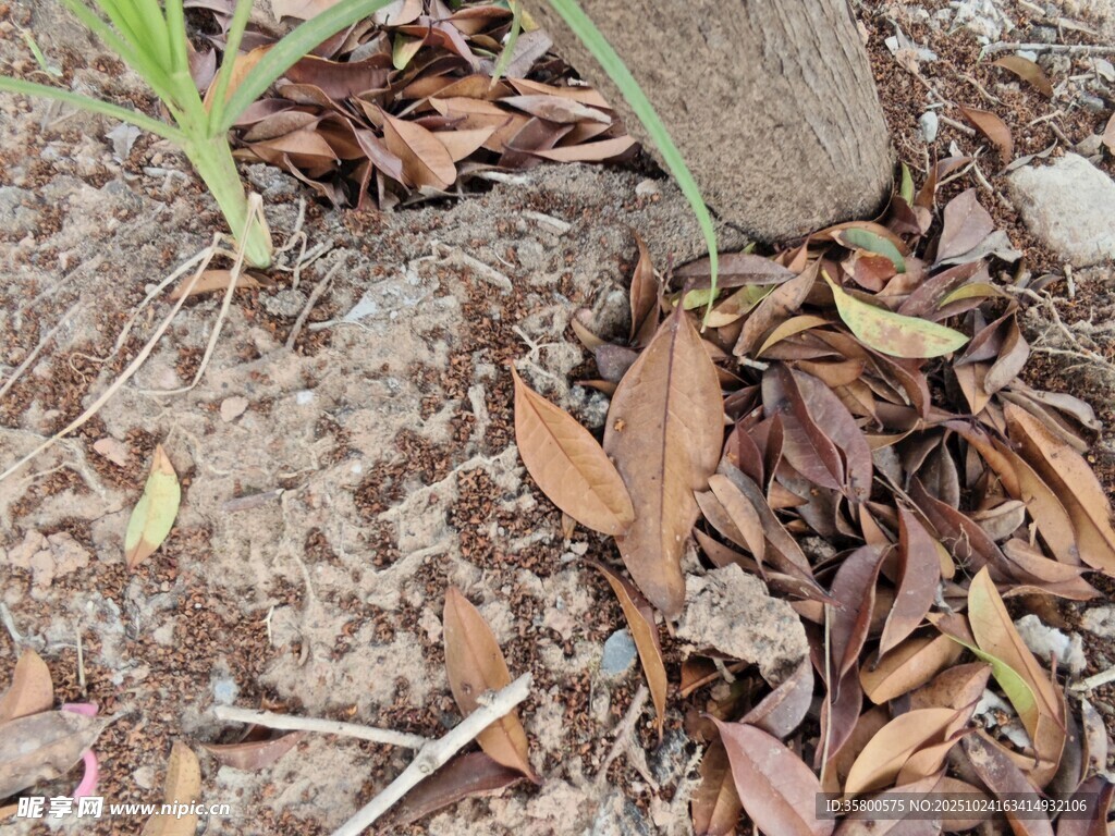 地面枯叶旁的新生绿植