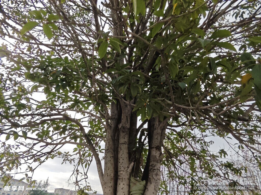 高大繁茂的树木景观