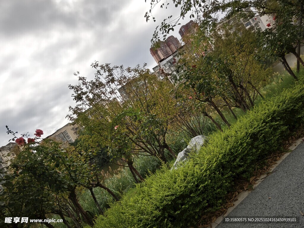 路边绿意盎然的植物景观