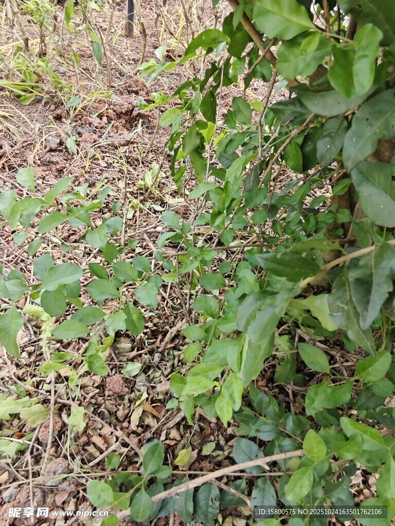 野外丛生的绿色植物