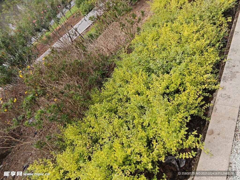 路边黄绿相间的植物景观
