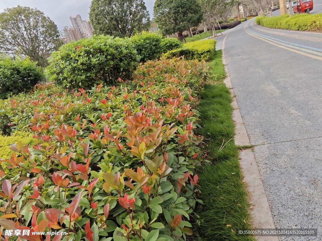 路边多彩绿植景观