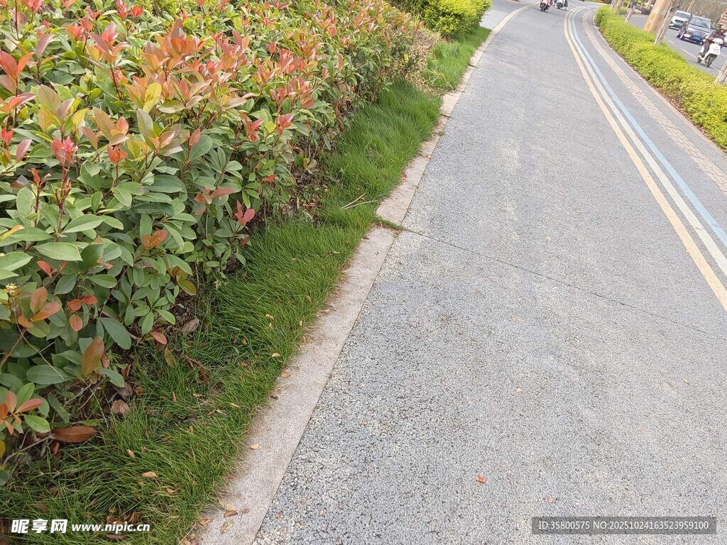 路边多彩植被与沥青道路