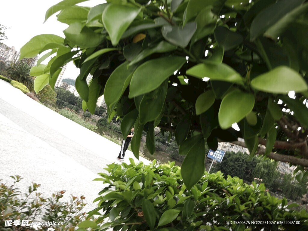 路边绿意盎然的繁茂植物