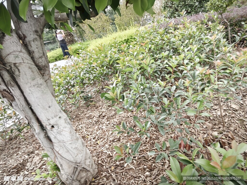户外树林边的自然景致