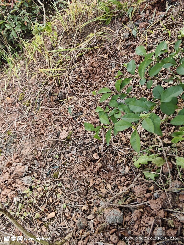 山坡上的绿色植物