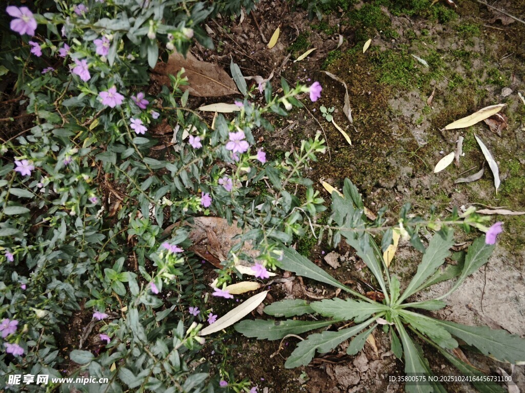 野外多样植物景观