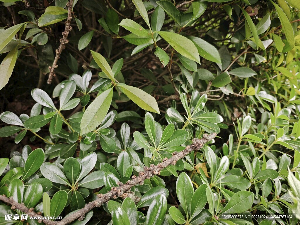 绿叶繁茂的植物景象