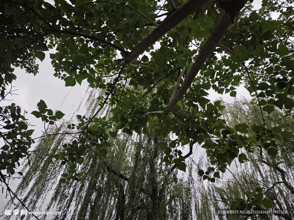 仰视葱郁繁茂的垂枝树木