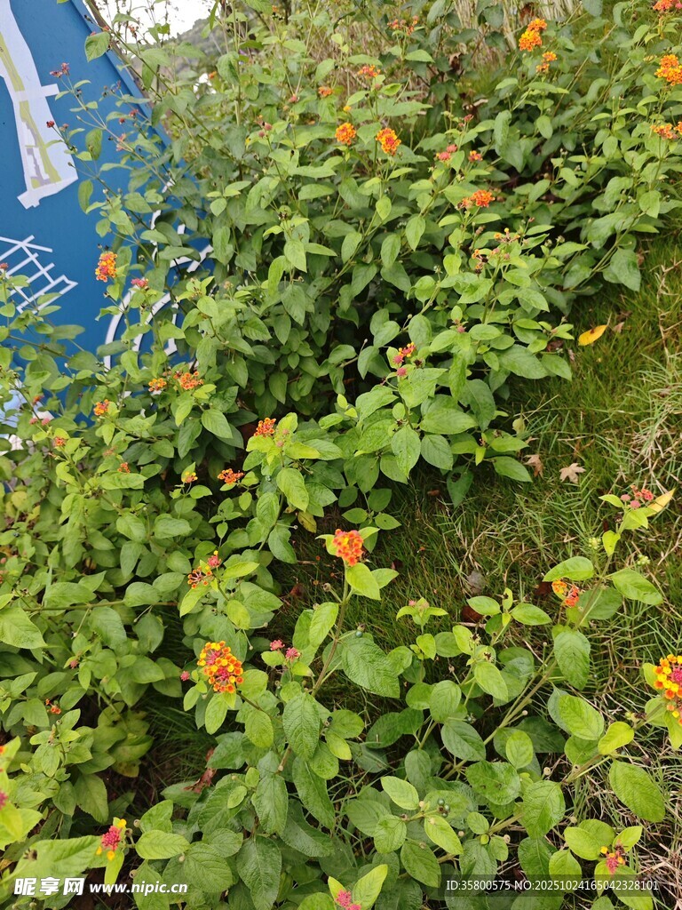 绿叶间绽放的橙色小花