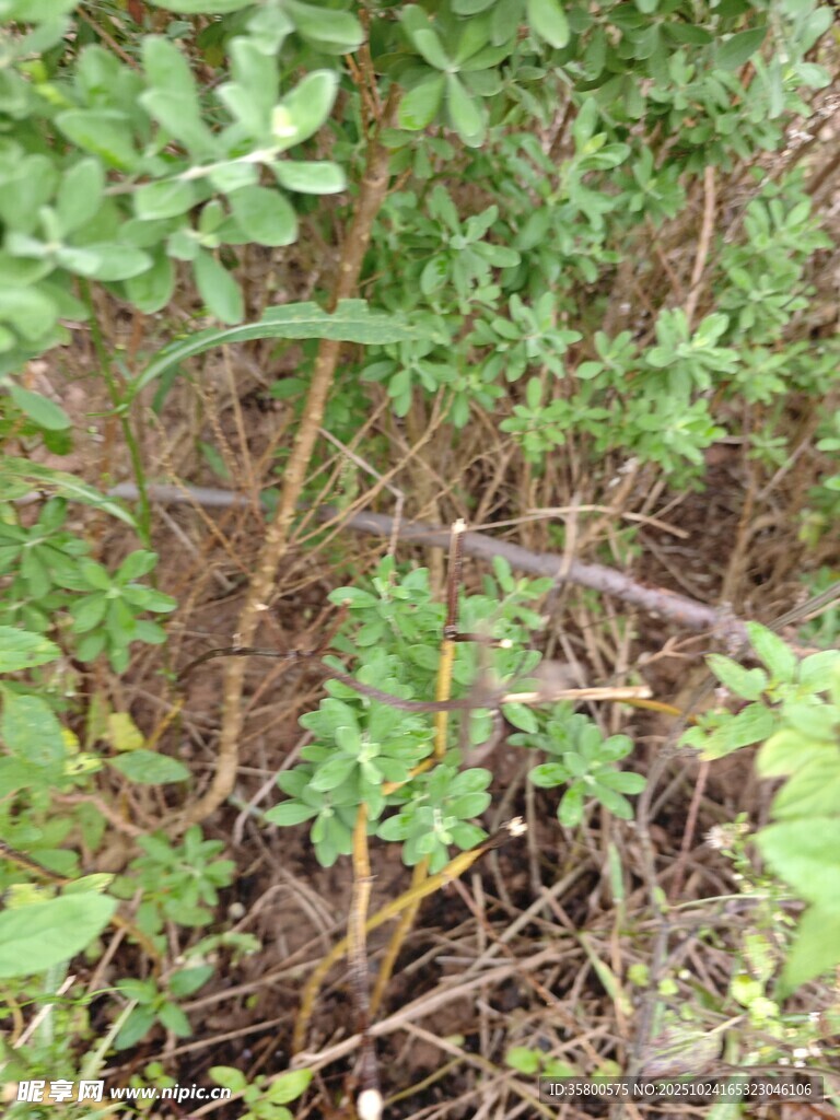 野外丛生的绿色植物