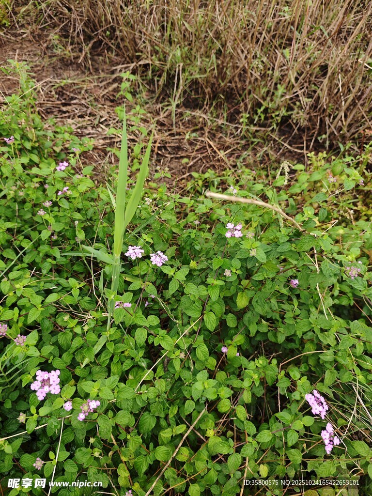 草丛中的紫色小花