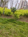 城市中绿意盎然的草地景观