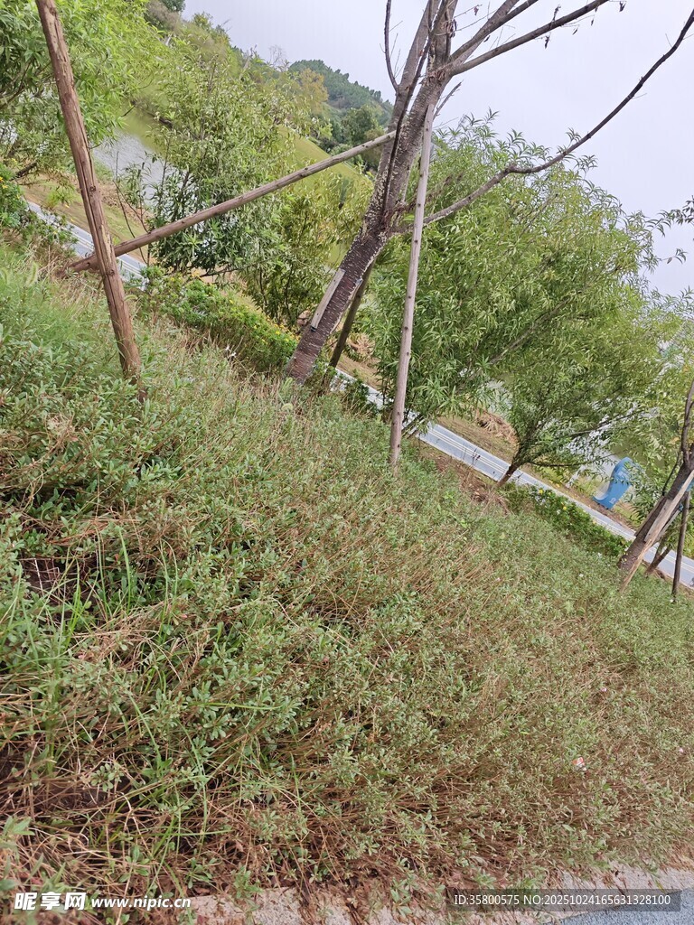 路边繁茂绿植景观