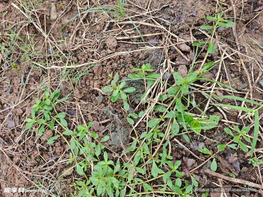 地面生长的嫩绿植物