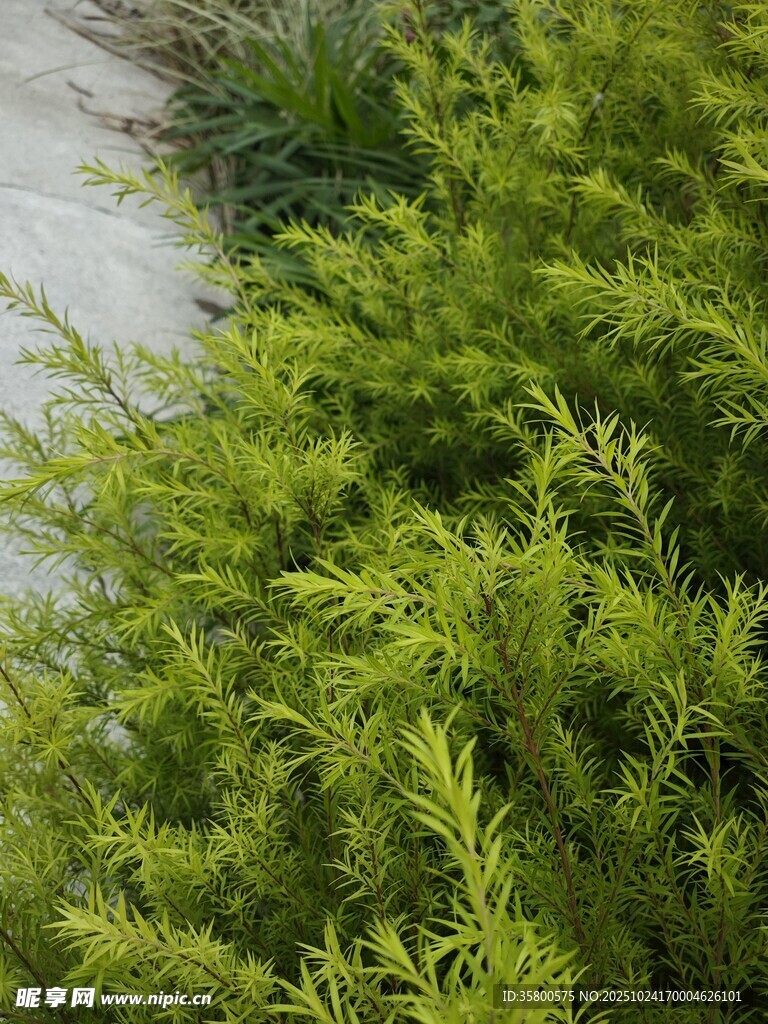 翠绿丛生植物近景