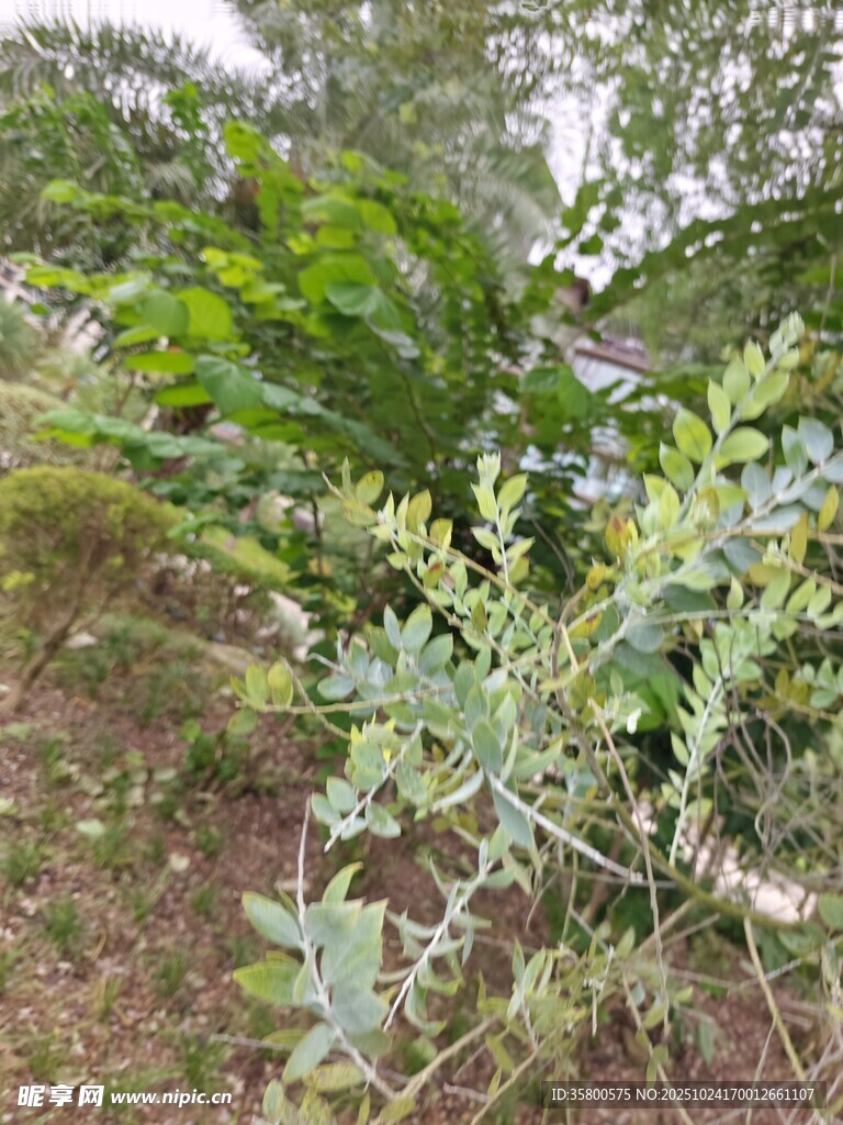 野外繁茂绿植景观