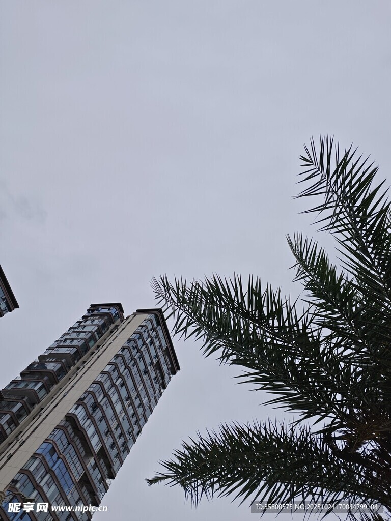 高楼旁的棕榈树景观