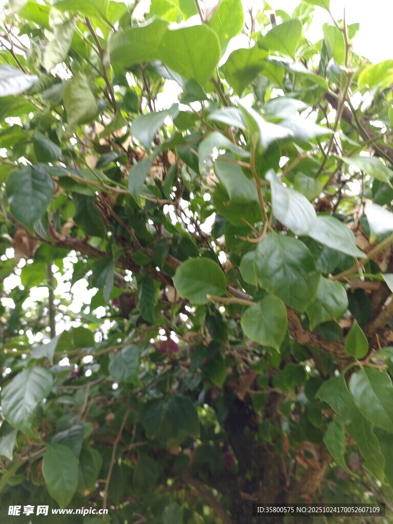 枝叶繁茂的绿植