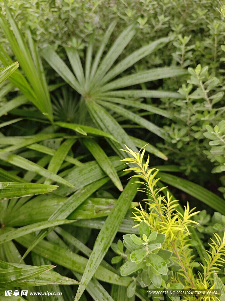 繁茂绿植景观
