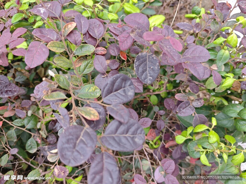 紫叶植物特写