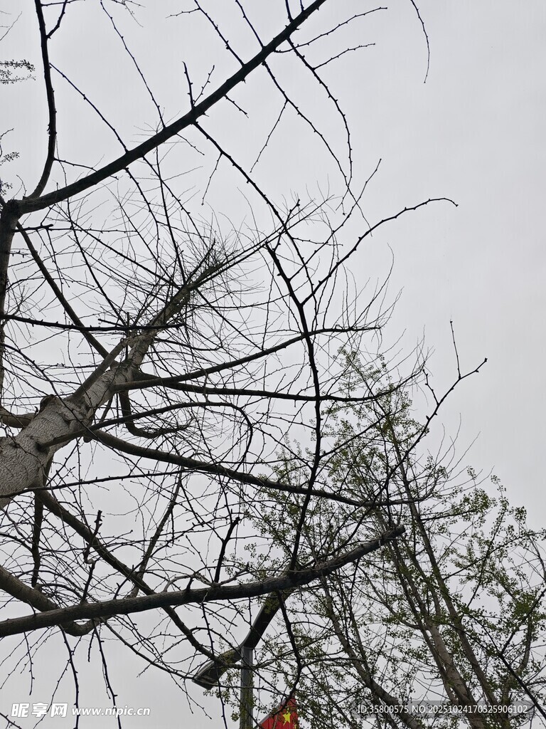 冬日枯树景象