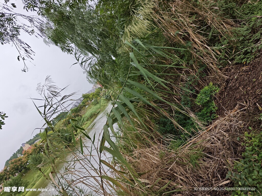 河边繁茂绿植景观
