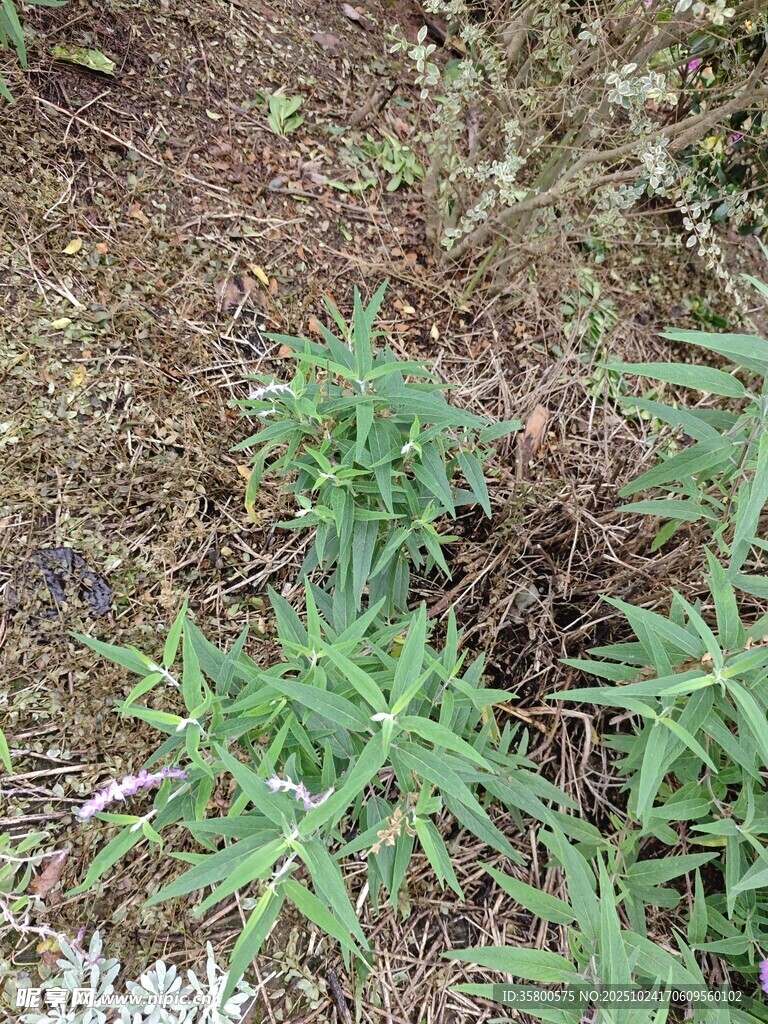 地面生长的绿色植物