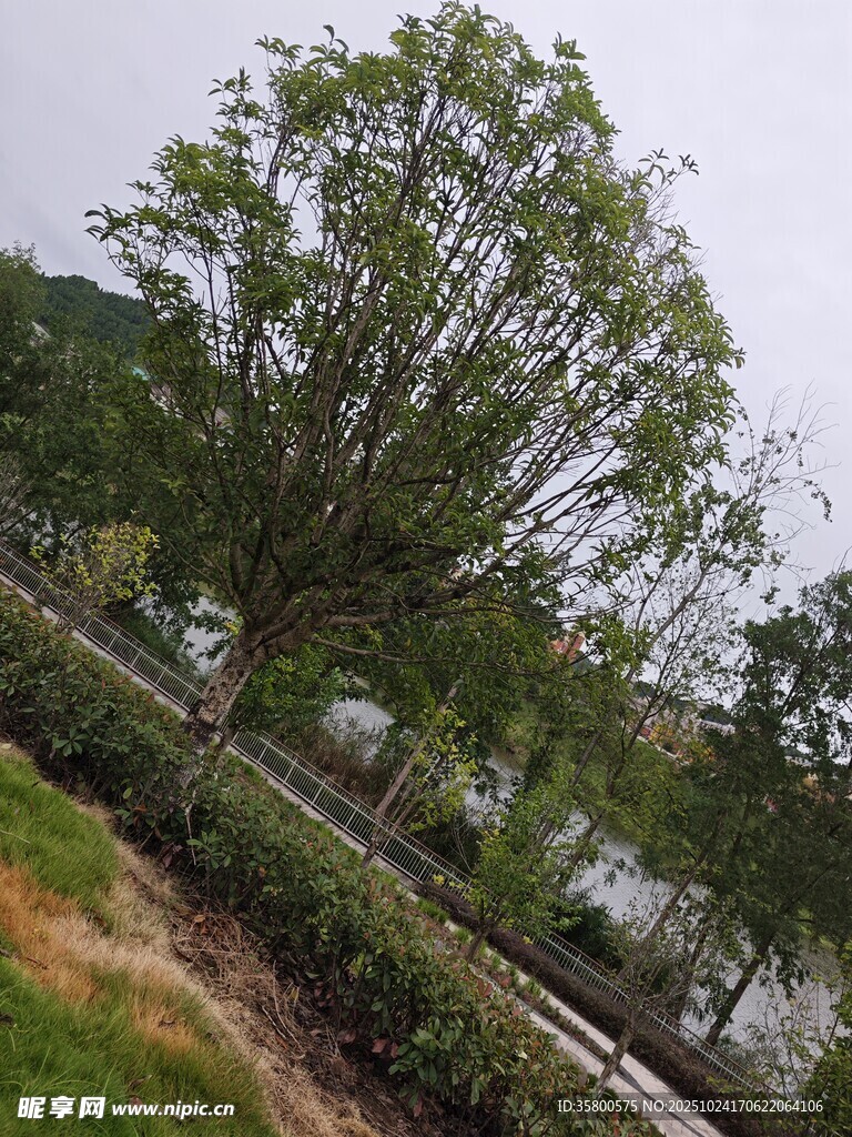 河畔绿树风景