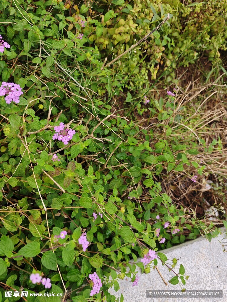 绿叶丛中绽放的紫色小花