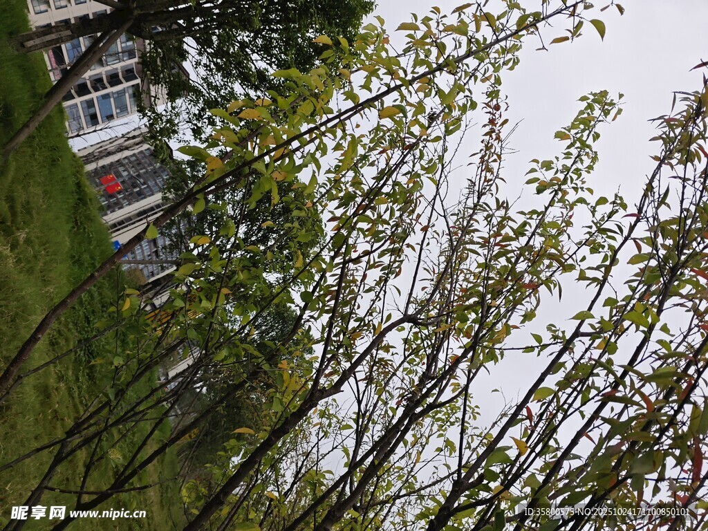 春日繁茂树枝与背景建筑