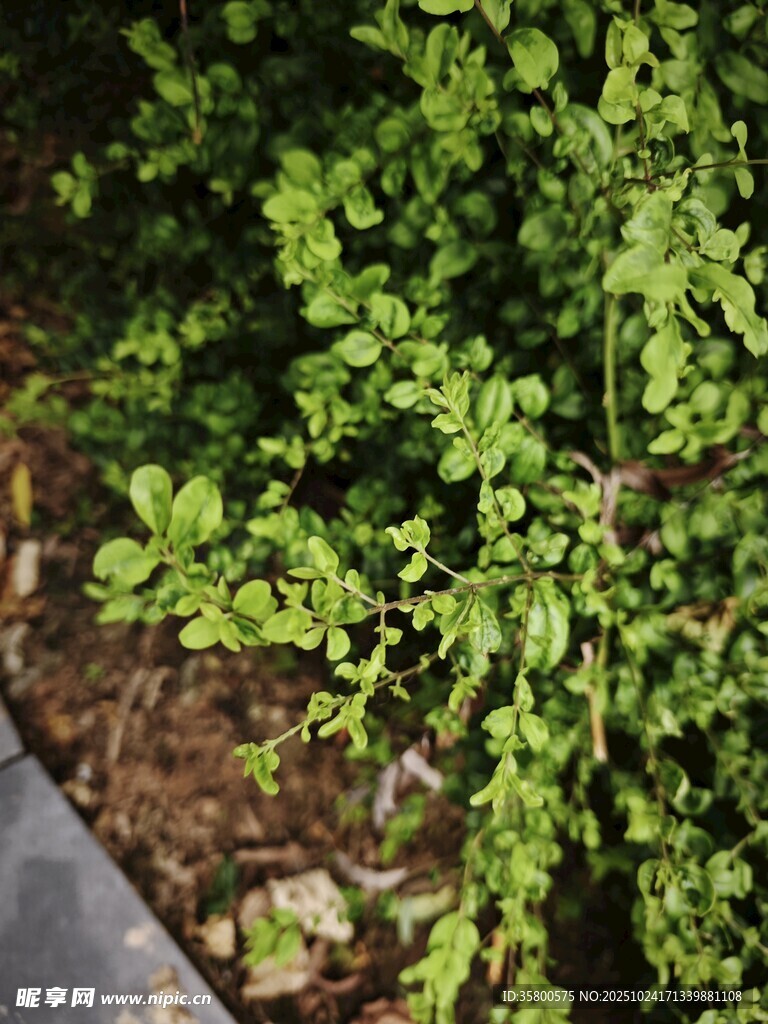 翠绿繁茂的灌木丛