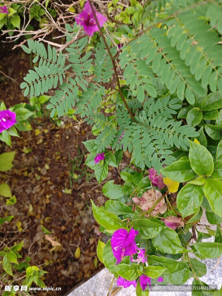 娇艳紫色小花与绿植相伴