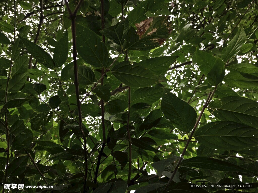 茂密绿叶中的自然景象