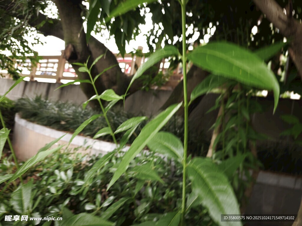 庭院绿植景观