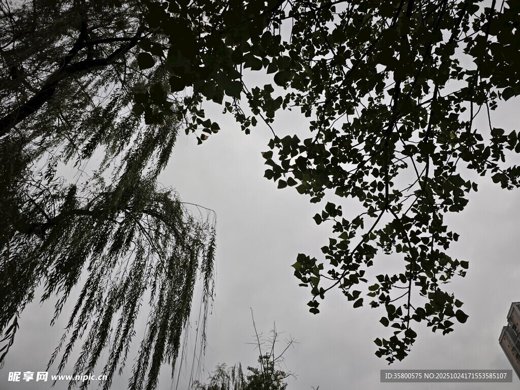 垂柳枝叶间的天空一角