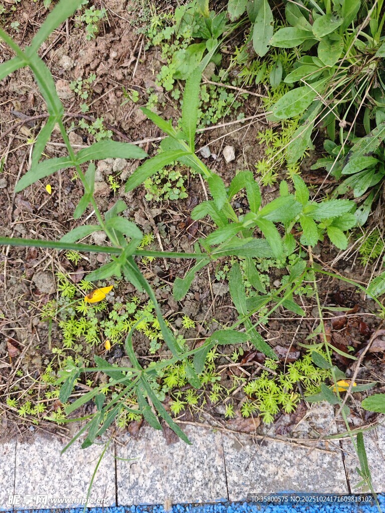 路边生长的多彩植物