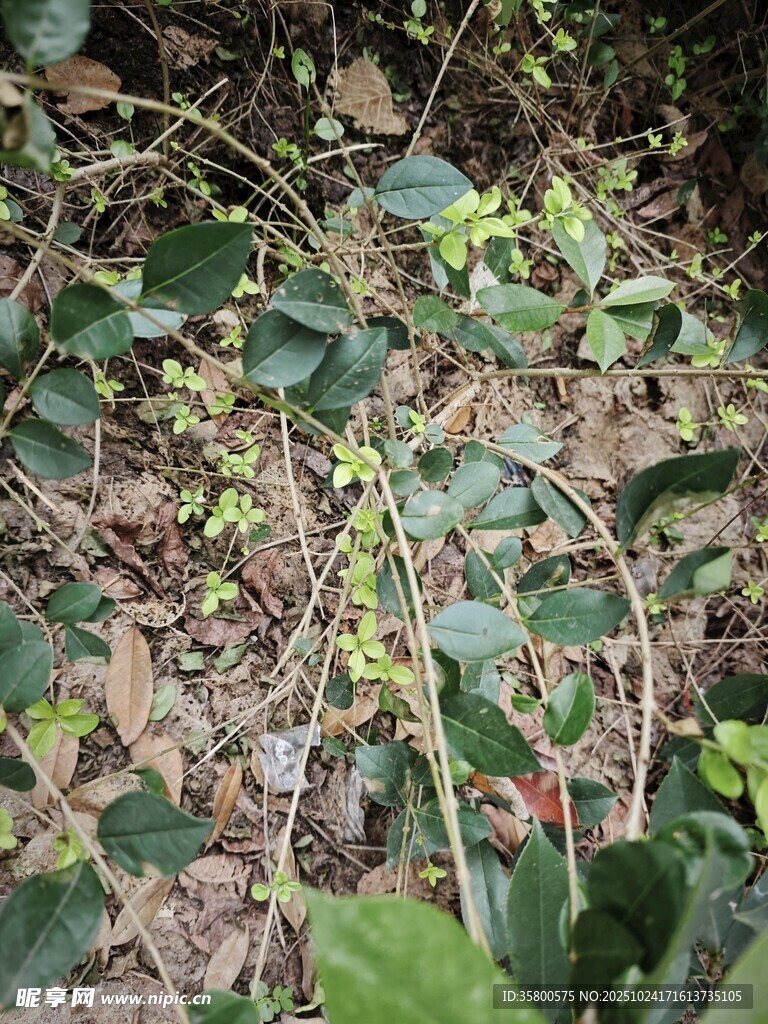 地面绿植与藤蔓植物景象